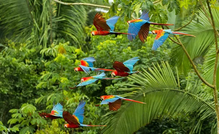 Tambopata 4D/3N — 3
